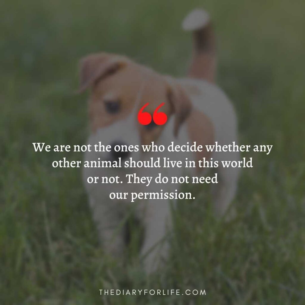 45+ Quotes About Animal Abuse To Stop Animal Cruelty
