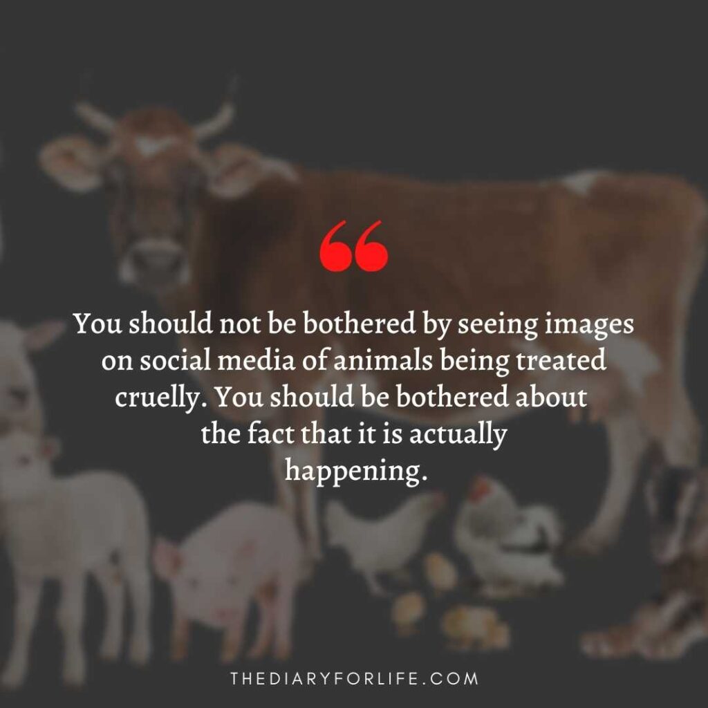 quotes about animal abuse