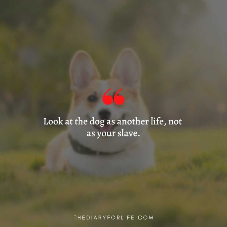 45+ Quotes About Animal Abuse To Stop Animal Cruelty