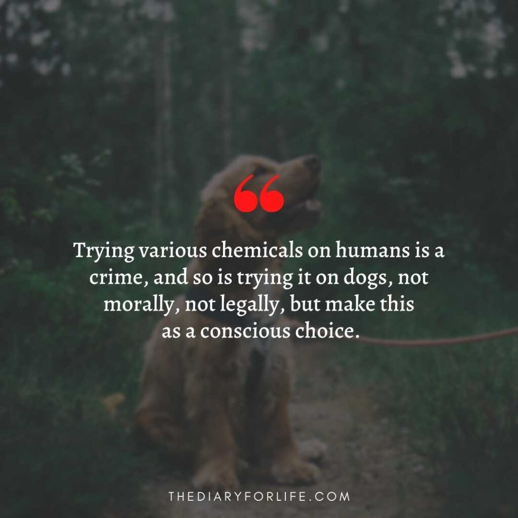 quotes about animal abuse