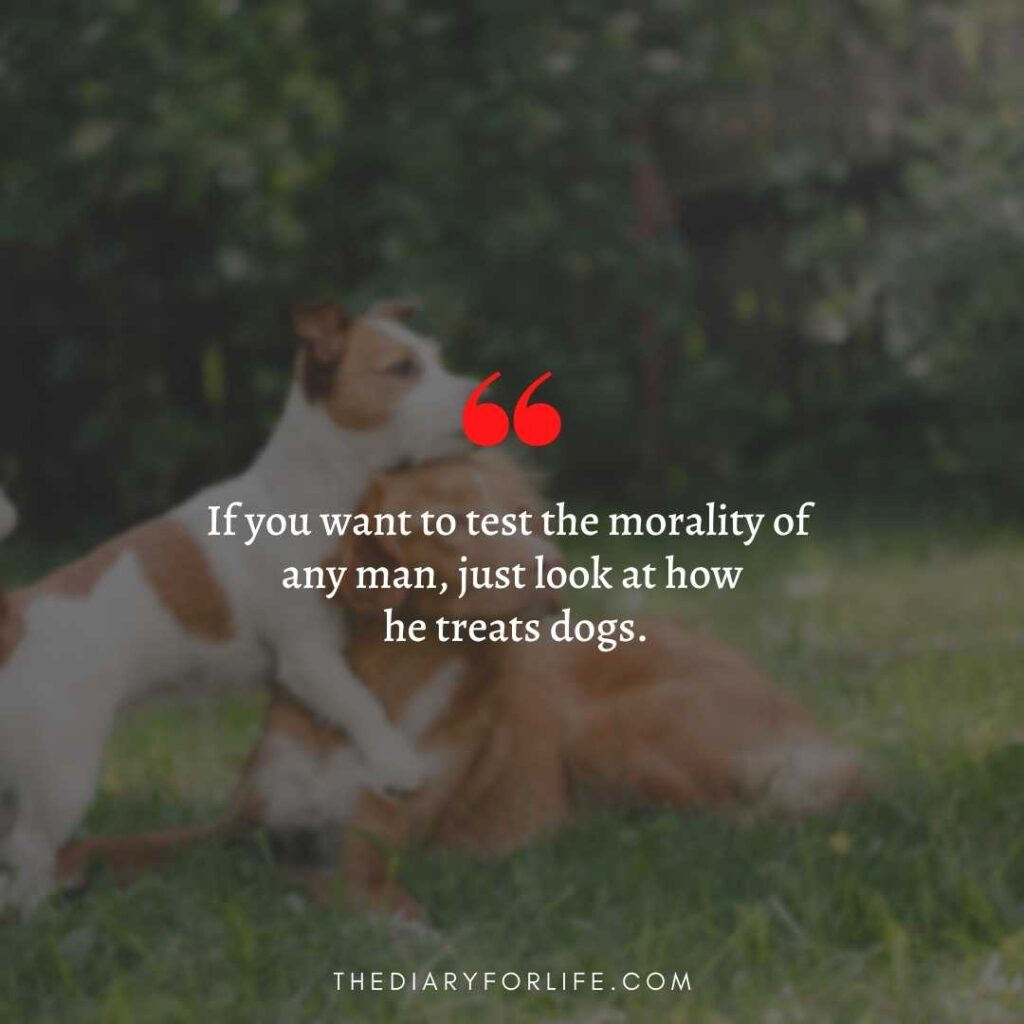 quotes about animal abuse