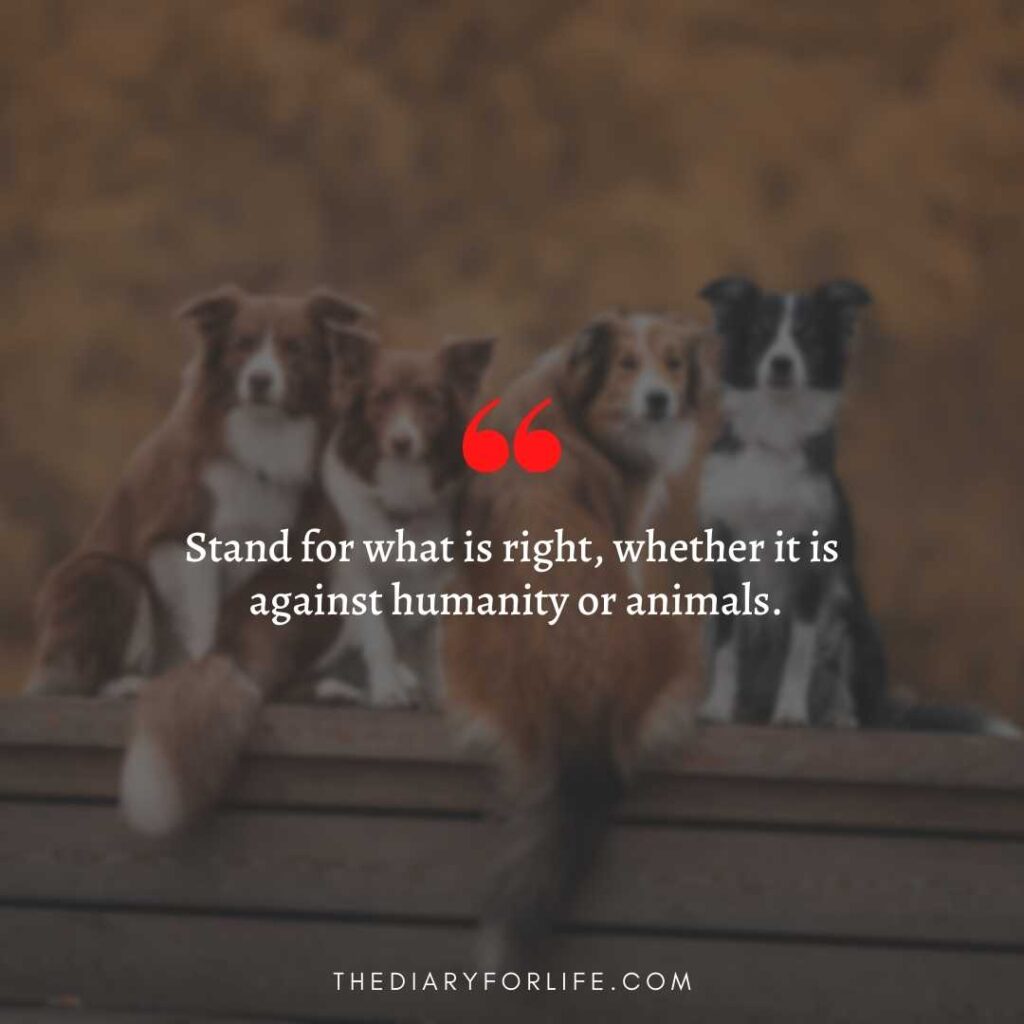 45+ Quotes About Animal Abuse To Stop Animal Cruelty