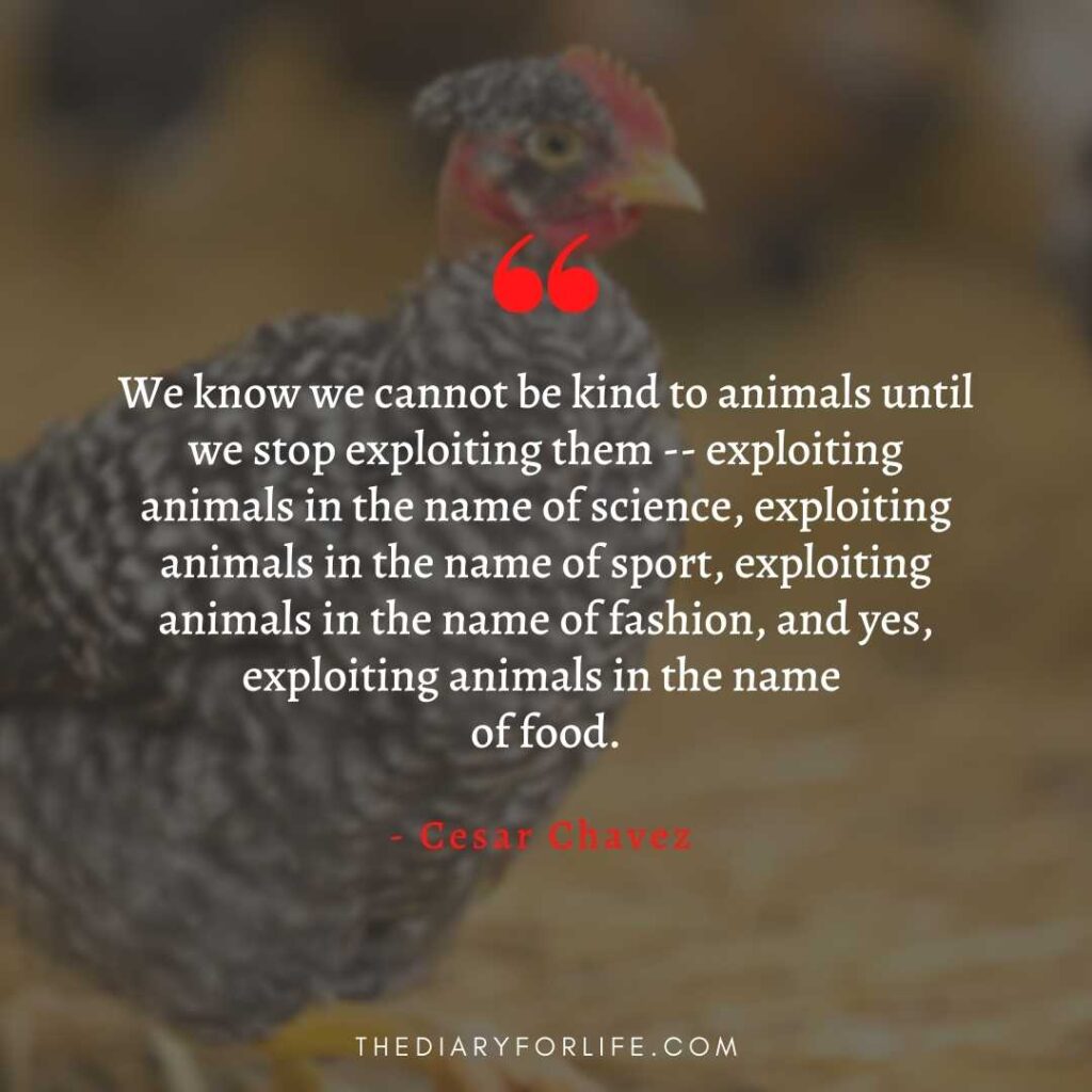 quotes about animal abuse